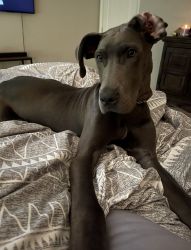 10 month old AKC Great Dane puppy