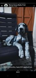 Great dane puppy female with kci 50days old