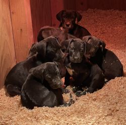 Great Dane Pups! - Ready to go!