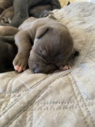 Beautiful Blue and Black Pups for sale