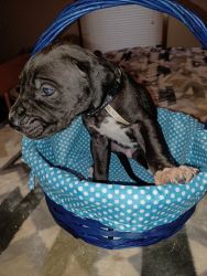 Dane puppies for sale in Illinois