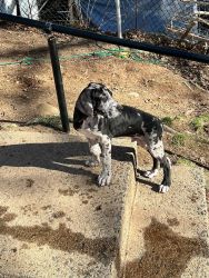 Great Dane Puppy New Haven CT