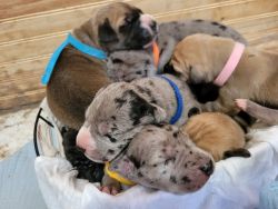 1 week old great dane pups ready for homes June 4th