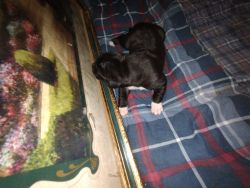 Dane puppies for sale