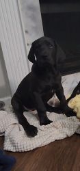 AKC Registered Great Dane Puppies