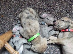 AKC puppies for sale