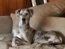 Expected Great Dane puppies