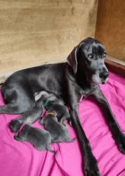 Great Dane Puppies forsale