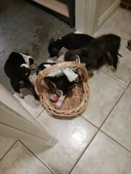 Great Dane, Mastiff and Pit Mix puppies for sale