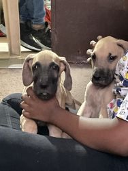 Puppies for sale woth registered documents