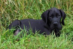 KCI Registered Great Dane puppies for sale through all over India