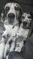 2 blue harlequin great Danes, unrelated, Together or separate