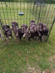 Great dane ouppies