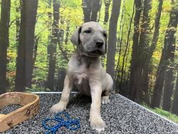 AKC Great Dane Puppies For Sale
