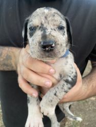 Great Dane Mixed Puppies