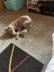 Beautiful grea Dane pitbull mix male dog 6 months old