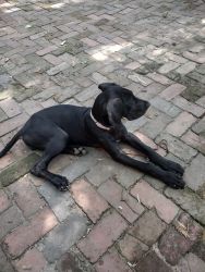 3 10 week old female great Dane puppies with paper