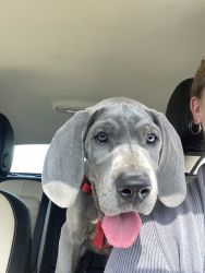 6 blue and white great dane puppies available