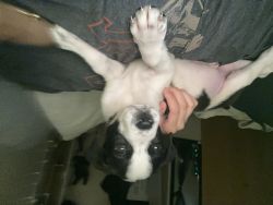 Great Dane Puppy for sale!