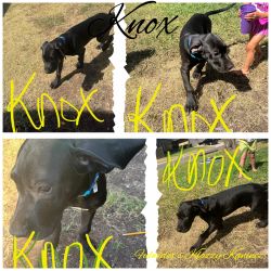 Knox the dane