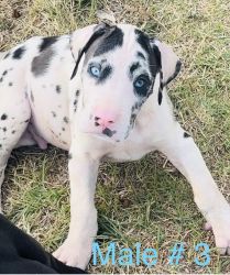 Great Dane pups ready for their forever home