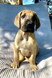 QUALITY ADORABLE Fawn & Brindle AKC Great Dane Puppies