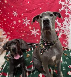 2 AKC Great Danes (Young Adults) - Scout & Harvey
