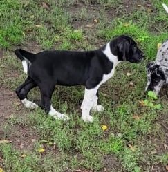 Great Dane puppy for sale.