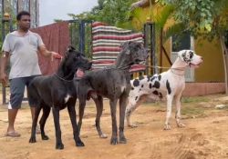 Surya great dane puppies available