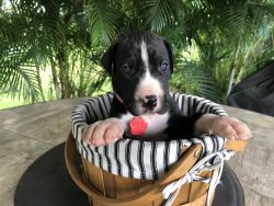 Great Dane Puppy - Red Male