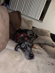 Great Dane pup she just turned a year up to date on shots and everythi