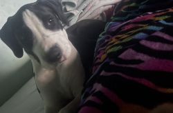 Pit bull mix with Great dane so sweet and loving 6 months old girl