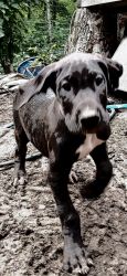Male Great Dane Puppies Ready for New Families