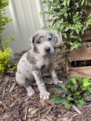 Purebred great Dane puppys ready for new homes