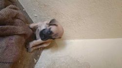 Great Dane puppies are available Male and Female.