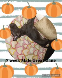 Only 7 weeks old Great Dane Puppy