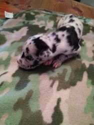 Great Dane puppies born 9/8