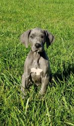 Pure bred AKC blue girl