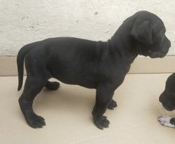 Selling Great Dane puppies