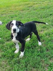 Great dane puppy for sale