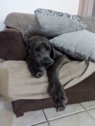Great Dane Adult gorgeous blue/ silver