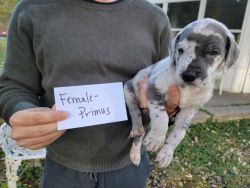 Great Dane puppy - female, Primus