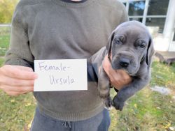 Great Dane puppy - female, Ursula
