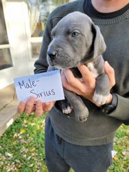 Great Dane Puppy - Male, Sirius