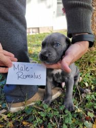 Great Dane Puppy - Male, Romulus sold