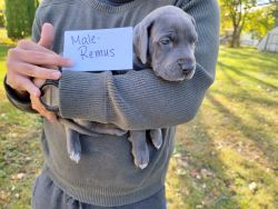 Great Dane Puppy - Male, Remus sold