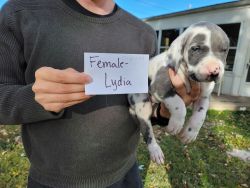 Great Dane Puppy - Female, Lydia sold
