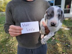 Great Dane Puppy - Male, Lazlo sold