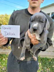 Great Dane Puppy - Female, Delilah