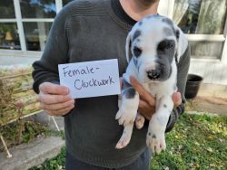 Great Dane Puppy - Female, Clockwork sold